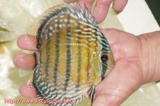 画像3: 【30周年記念セール対象個体】【ワイルドディスカス】【通販】【伝説の産地　7年ぶり？の入荷】ラーゴクルムクリブライトブルー【個体販売】14-16cm（生体）クルムクリ産 (3)