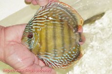 画像1: 【ワイルドディスカス】【通販】【伝説の産地　7年ぶり？の入荷】ラーゴクルムクリブライトブルー【個体販売】14-16cm（生体）クルムクリ産 (1)