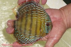 画像3: 【30周年記念セール対象個体】【ワイルドディスカス】【通販】【伝説の産地　7年ぶり？の入荷】ラーゴクルムクリブライトブルー【個体販売】14-16cm（生体）クルムクリ産 (3)