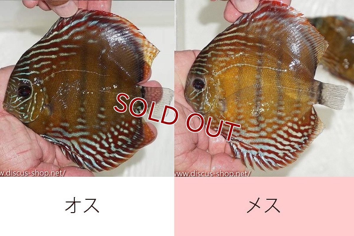 画像1: 【ワイルドディスカス】【通販】ラーゴクルムクリブライトブルー【個体ペア販売】15-16cm（生体）クルムクリ産 (1)