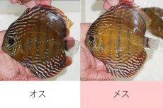 画像1: 【ワイルドディスカス】【通販】ラーゴクルムクリブライトブルー【個体ペア販売】15-16cm（生体）クルムクリ産 (1)