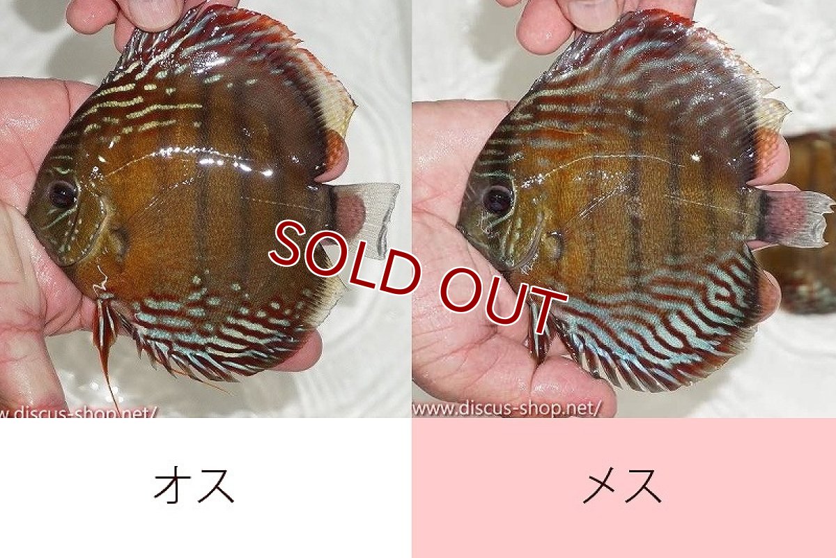 画像1: 【ワイルドディスカス】【通販】ラーゴクルムクリブライトブルー【個体ペア販売】15-16cm（生体）クルムクリ産 (1)