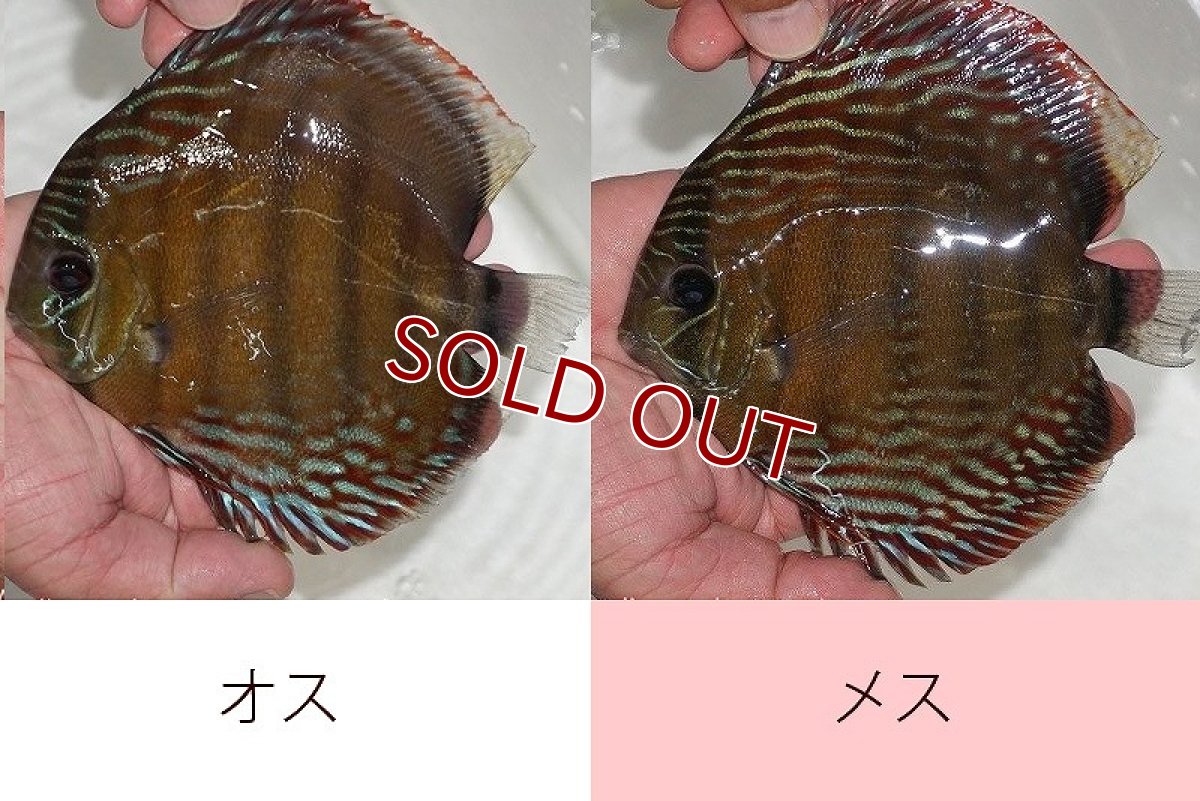 画像1: 【ワイルドディスカス】【通販】ラーゴクルムクリブライトブルー（♀金目）【個体ペア販売】15-16cm（生体）クルムクリ産 (1)