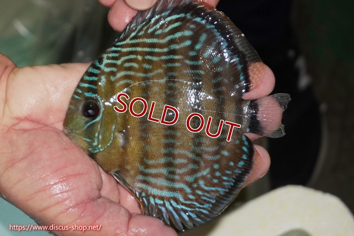 画像1: 【ワイルドディスカス】【通販】【３年ぶりの入荷】ラーゴクリペア ロイヤル【個体販売】12-13（生体）クリペア産 (1)
