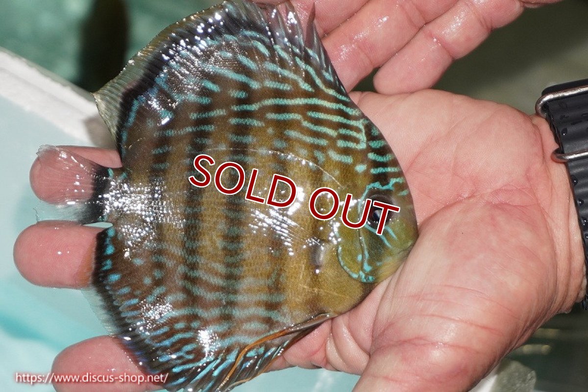 画像2: 【ワイルドディスカス】【通販】【３年ぶりの入荷】ラーゴクリペア ロイヤル【個体販売】12-13（生体）クリペア産 (2)