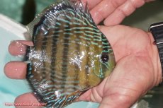 画像2: 【ワイルドディスカス】【通販】【３年ぶりの入荷】ラーゴクリペア ロイヤル【個体販売】12-13（生体）クリペア産 (2)