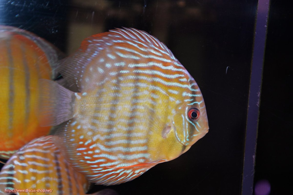 画像1: 【30周年記念セール対象個体】【ワイルドディスカス】【通販】【３年ぶりの入荷】ラーゴクリペア ロイヤル【個体販売】12-13（生体）クリペア産 (1)