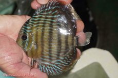 画像1: 【ワイルドディスカス】【通販】【３年ぶりの入荷】ラーゴクリペア ロイヤル【個体販売】12-13（生体）クリペア産 (1)