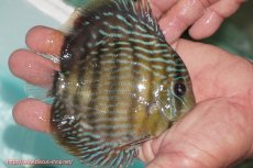 画像2: 【ワイルドディスカス】【通販】【３年ぶりの入荷】ラーゴクリペア ロイヤル【個体販売】12-13（生体）クリペア産 (2)