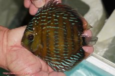 画像1: 【ワイルドディスカス】【通販】【３年ぶりの入荷】ラーゴクリペア ロイヤル【個体販売】12-13（生体）クリペア産 (1)