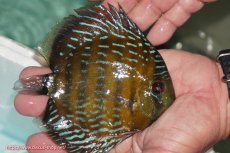 画像3: 【ワイルドディスカス】【通販】【３年ぶりの入荷】ラーゴクリペア ロイヤル【個体販売】12-13（生体）クリペア産 (3)