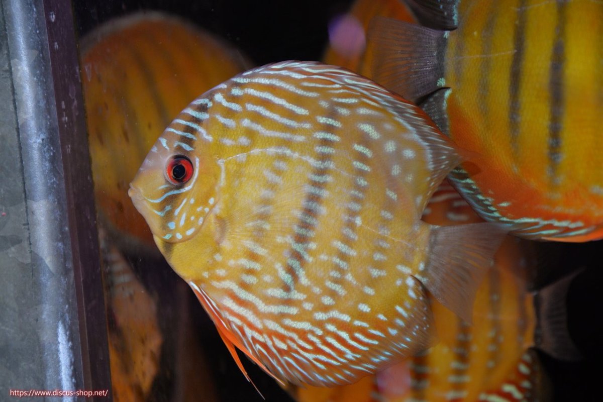 画像1: 【30周年記念セール対象個体】【ワイルドディスカス】【通販】【３年ぶりの入荷】ラーゴクリペア ロイヤル【個体販売】12-13（生体）クリペア産 (1)