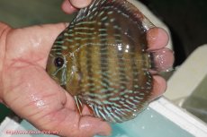 画像1: 【ワイルドディスカス】【通販】【３年ぶりの入荷】ラーゴクリペア ロイヤル【個体販売】12-13（生体）クリペア産 (1)