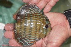 画像3: 【30周年記念セール対象個体】【ワイルドディスカス】【通販】【３年ぶりの入荷】ラーゴクリペア ロイヤル【個体販売】12-13（生体）クリペア産 (3)