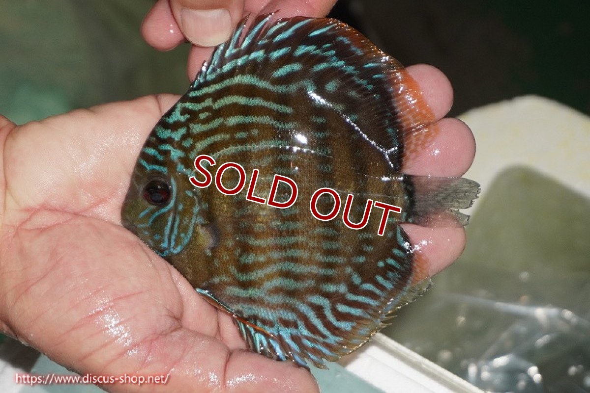 画像1: 【ワイルドディスカス】【通販】【３年ぶりの入荷】ラーゴクリペア ロイヤル【個体販売】12-13（生体）クリペア産 (1)