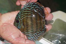 画像1: 【ワイルドディスカス】【通販】【３年ぶりの入荷】ラーゴクリペア ロイヤル【個体販売】12-13（生体）クリペア産 (1)