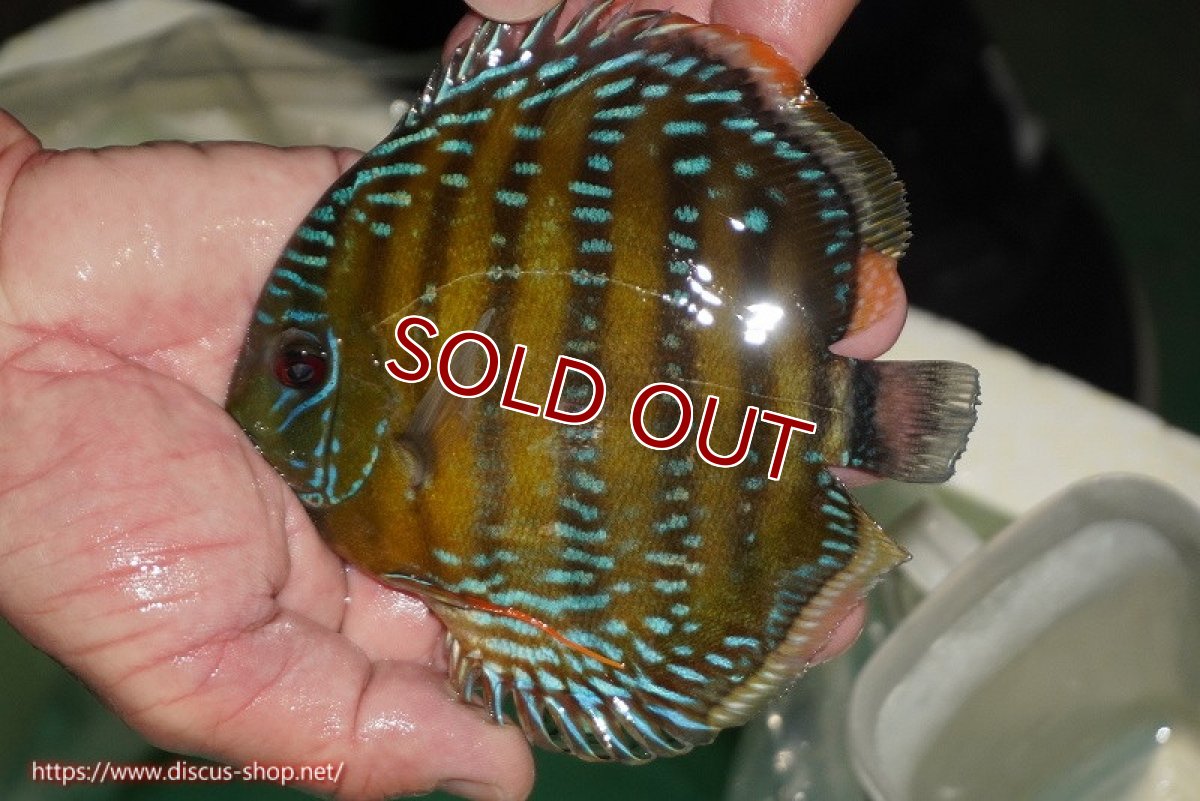 画像1: 【ワイルドディスカス】【通販】【３年ぶりの入荷】ラーゴクリペア スーパーレッド【個体販売】13-14cm（生体）クリペア産 (1)