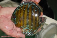 画像1: 【ワイルドディスカス】【通販】【３年ぶりの入荷】ラーゴクリペア スーパーレッド【個体販売】13-14cm（生体）クリペア産 (1)