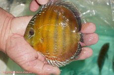 画像1: 【ワイルドディスカス】【通販】【３年ぶりの入荷】ラーゴクリペア スーパーレッド【個体販売】13-14cm（生体）クリペア産 (1)