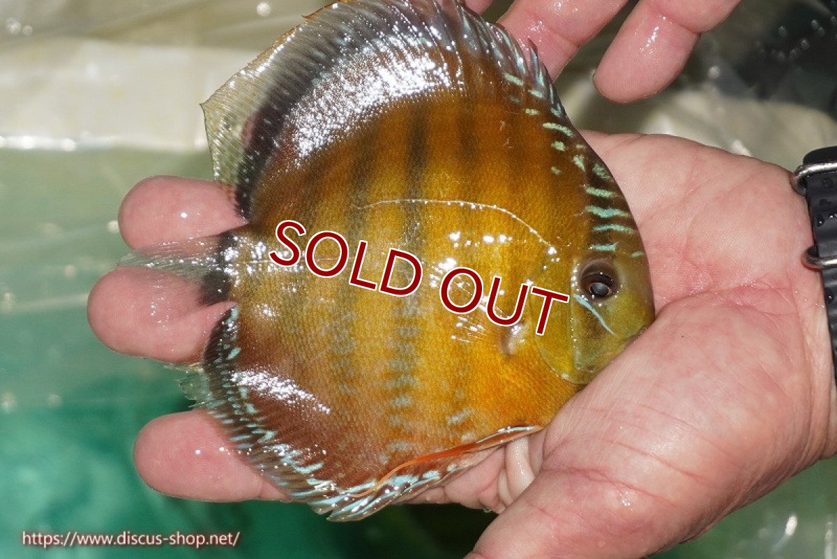 画像2: 【ワイルドディスカス】【通販】【３年ぶりの入荷】ラーゴクリペア スーパーレッド【個体販売】13-14cm（生体）クリペア産 (2)