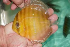 画像1: 【ワイルドディスカス】【通販】【３年ぶりの入荷】ラーゴクリペア スーパーレッド【個体販売】13-14cm（生体）クリペア産 (1)