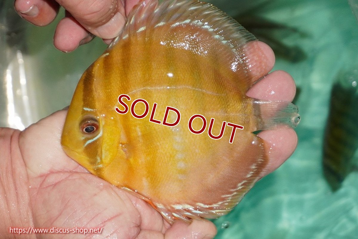 画像2: 【ワイルドディスカス】【通販】【３年ぶりの入荷】ラーゴクリペア スーパーレッド【個体販売】13-14cm（生体）クリペア産 (2)