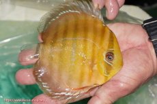 画像2: 【ワイルドディスカス】【通販】【３年ぶりの入荷】ラーゴクリペア スーパーレッド【個体販売】13-14cm（生体）クリペア産 (2)