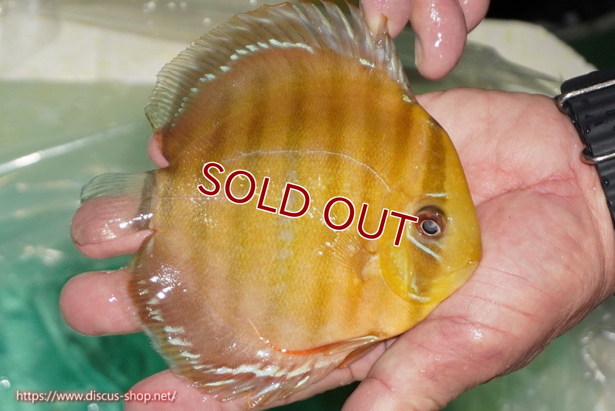 画像3: 【ワイルドディスカス】【通販】【３年ぶりの入荷】ラーゴクリペア スーパーレッド【個体販売】13-14cm（生体）クリペア産 (3)