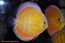 画像3: 【決算セール対象個体】【ワイルドディスカス】【通販】【３年ぶりの入荷】ラーゴクリペア スーパーレッド（オレンジ目）【個体販売】13-14cm（生体）クリペア産 (3)