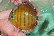 画像4: 【決算セール対象個体】【ワイルドディスカス】【通販】【３年ぶりの入荷】ラーゴクリペア スーパーレッド（オレンジ目）【個体販売】13-14cm（生体）クリペア産 (4)