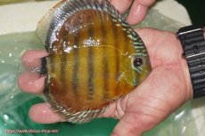 画像5: 【決算セール対象個体】【ワイルドディスカス】【通販】【３年ぶりの入荷】ラーゴクリペア スーパーレッド（オレンジ目）【個体販売】13-14cm（生体）クリペア産 (5)