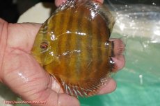 画像1: 【ワイルドディスカス】【通販】【３年ぶりの入荷】ラーゴクリペア スーパーレッド【個体販売】13-14cm（生体）クリペア産 (1)