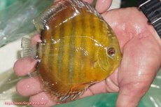 画像3: 【30周年記念セール対象個体】【ワイルドディスカス】【通販】【３年ぶりの入荷】ラーゴクリペア スーパーレッド【個体販売】13-14cm（生体）クリペア産 (3)