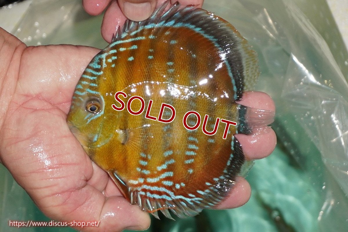 画像1: 【ワイルドディスカス】【通販】【３年ぶりの入荷】ラーゴクリペア スーパーレッド【個体販売】13-14cm（生体）クリペア産 (1)