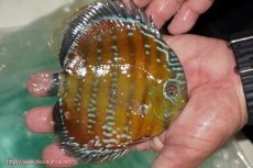 画像2: 【ワイルドディスカス】【通販】【３年ぶりの入荷】ラーゴクリペア スーパーレッド【個体販売】13-14cm（生体）クリペア産 (2)