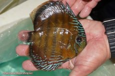 画像2: 【ワイルドディスカス】【通販】【３年ぶりの入荷】ラーゴクリペア スーパーレッド【個体販売】13-14cm（生体）クリペア産 (2)