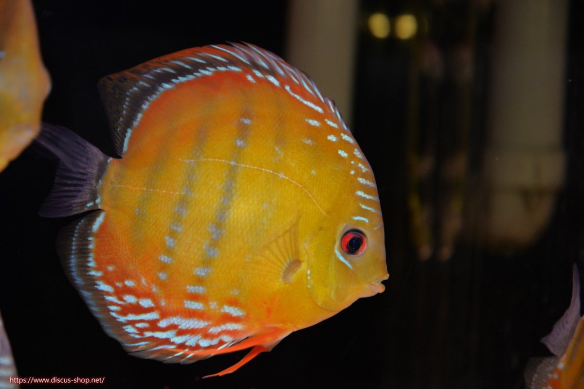 画像1: 【30周年記念セール対象個体】【ワイルドディスカス】【通販】【３年ぶりの入荷】ラーゴクリペア スーパーレッド【個体販売】13-14cm（生体）クリペア産 (1)