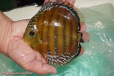 画像1: 【ワイルドディスカス】【通販】【３年ぶりの入荷】ラーゴクリペア スーパーレッド【個体販売】13-14cm（生体）クリペア産 (1)