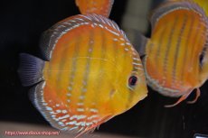 画像3: 【30周年記念セール対象個体】【ワイルドディスカス】【通販】【３年ぶりの入荷】ラーゴクリペア スーパーレッド【個体販売】13-14cm（生体）クリペア産 (3)