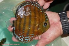 画像5: 【30周年記念セール対象個体】【ワイルドディスカス】【通販】【３年ぶりの入荷】ラーゴクリペア スーパーレッド【個体販売】13-14cm（生体）クリペア産 (5)