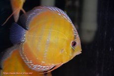 画像4: 【決算セール対象個体】【ワイルドディスカス】【通販】【３年ぶりの入荷】ラーゴクリペア スーパーレッド【個体販売】13-14cm（生体）クリペア産 (4)