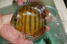 画像5: 【決算セール対象個体】【ワイルドディスカス】【通販】【３年ぶりの入荷】ラーゴクリペア スーパーレッド【個体販売】13-14cm（生体）クリペア産 (5)