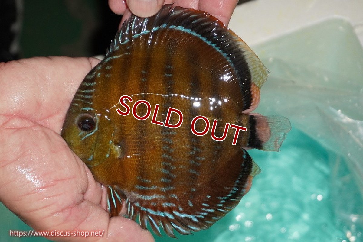 画像1: 【ワイルドディスカス】【通販】【３年ぶりの入荷】ラーゴクリペア スーパーレッド【個体販売】13-14cm（生体）クリペア産 (1)