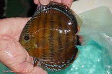 画像1: 【ワイルドディスカス】【通販】【３年ぶりの入荷】ラーゴクリペア スーパーレッド【個体販売】13-14cm（生体）クリペア産 (1)