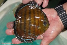 画像2: 【ワイルドディスカス】【通販】【３年ぶりの入荷】ラーゴクリペア スーパーレッド【個体販売】13-14cm（生体）クリペア産 (2)