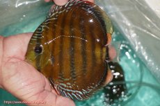 画像1: 【ワイルドディスカス】【通販】【３年ぶりの入荷】ラーゴクリペア スーパーレッド【個体販売】13-14cm（生体）クリペア産 (1)