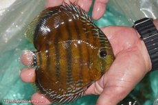 画像3: 【ワイルドディスカス】【通販】【３年ぶりの入荷】ラーゴクリペア スーパーレッド【個体販売】13-14cm（生体）クリペア産 (3)