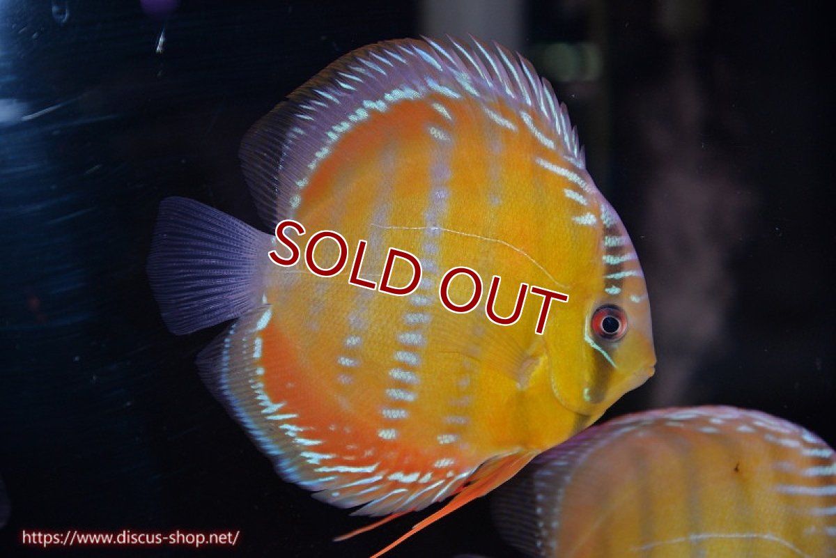 画像2: 【ワイルドディスカス】【通販】【３年ぶりの入荷】ラーゴクリペア スーパーレッド【個体販売】13-14cm（生体）クリペア産 (2)