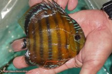 画像2: 【ワイルドディスカス】【通販】【３年ぶりの入荷】ラーゴクリペア スーパーレッド【個体販売】13-14cm（生体）クリペア産 (2)