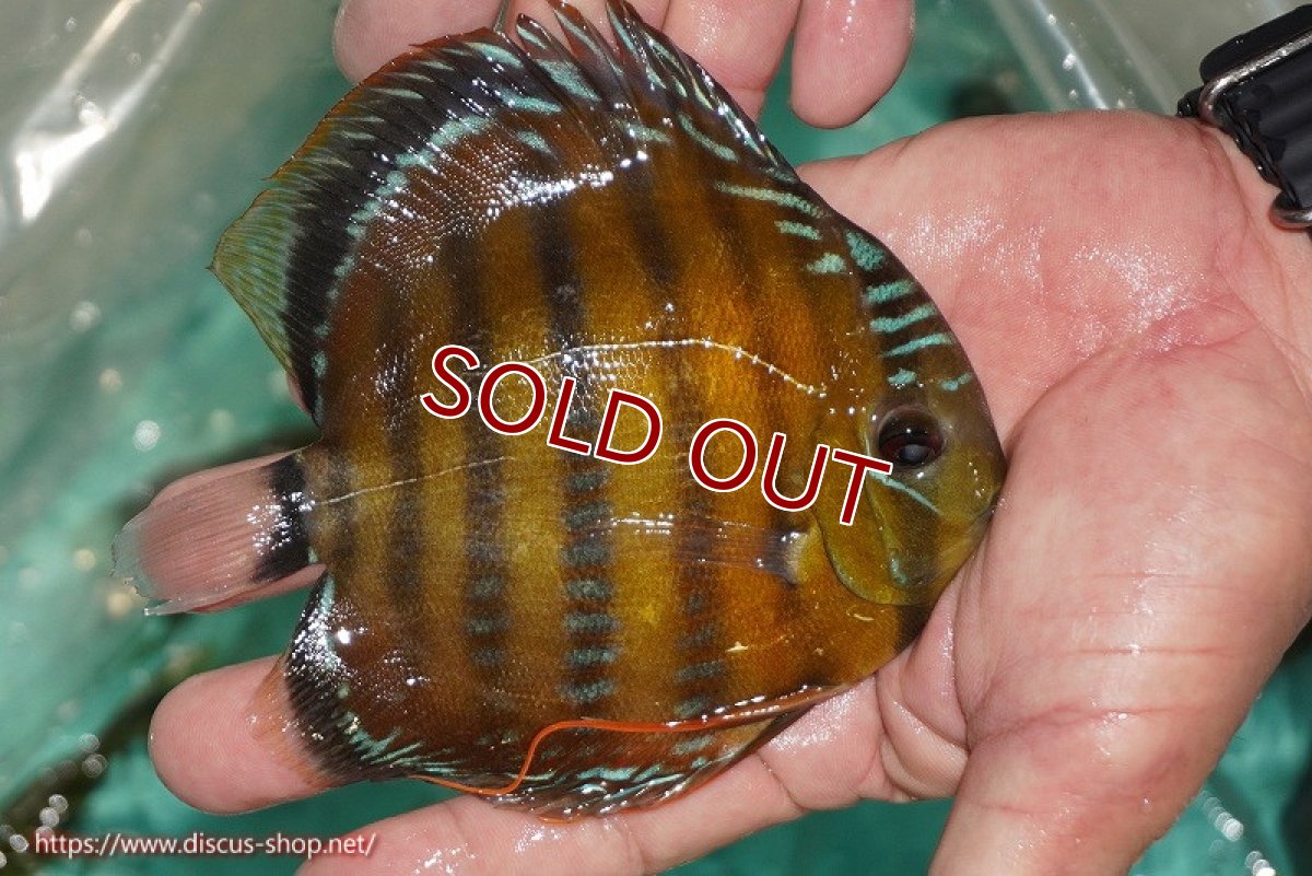画像4: 【ワイルドディスカス】【通販】【３年ぶりの入荷】ラーゴクリペア スーパーレッド【個体販売】13-14cm（生体）クリペア産 (4)